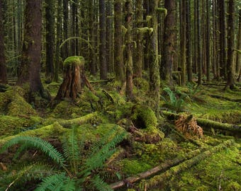 An Old Growth Stump In a Mossy Forest, Ferns, Rainforest, Fine Art Photography, Nature Photography, NW, Treescape, Landscape, Wall Art