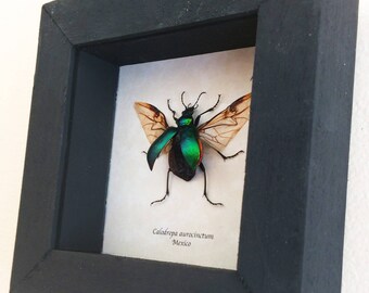 Real metallic beetle framed - Calodrepa aurocinctum