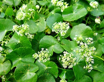 Gotu Kola Seeds (Hydrocotyl asiatica) 50+ Rare Medicinal Herb Seeds in Frozen Seed Capsules™ plus FREE 6 Variety Seed Pack!