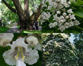 30+ Northern Catapula Tree Gorgeous Flowers / Fast Growing Flower Seeds