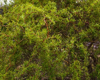 Corkscrew Weeping Willow Tree