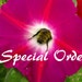 Special order for 3 Sleeping Beauty Fairies