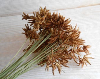 Bunch of dried wild plants, Rustic arrangement , Flower bouquet, Natural materials, DIY Crafts, Cottage decoration , Green bunch wild