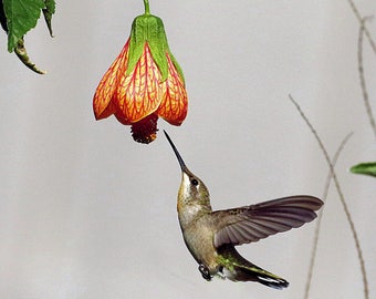 Hummingbird hooking up for morning nectar