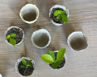 Concrete Handmade Mini Planters.