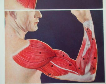 original page - 1912 color MEDICAL CHART from antique medical book - Human Muscular System, arm