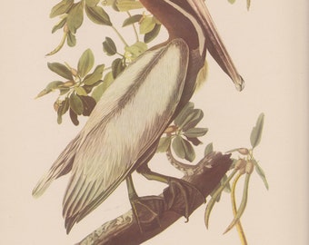 Vintage 1950 Audubon Print, Brown Pelican Print, Commentary by Roger Tory Peterson, Ornithology, Rustic Decor, Suitable for Framing