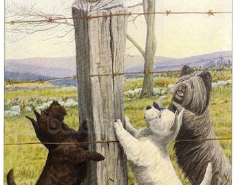1919 Print Scottish Terrier West Highland and Skye Terrier Dogs Chase Cat Up a Fence by Louis Agassiz Fuertes