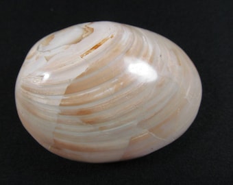 Fossil Clam - Sakaraha, Madagascar - Late Jurassic - Fossil Shell