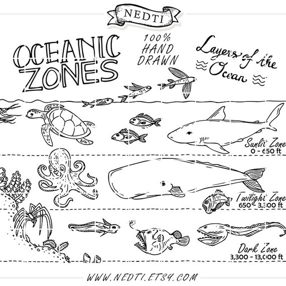 Oceanic Zones Educational Clipart Earth Science Hand Drawn