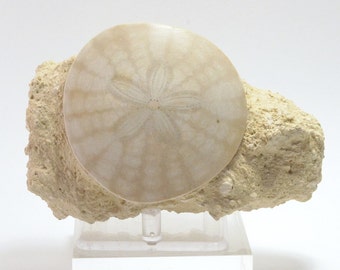Beautiful Fossil Sand Dollar from France