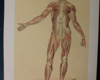 original page - 1916 color MEDICAL CHART from antique medical book - Human Muscular System