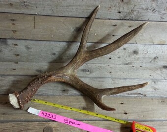 Large and Heavy Fresh Shed Mule Deer Antler - 5 Point - Lot No. 47233HP