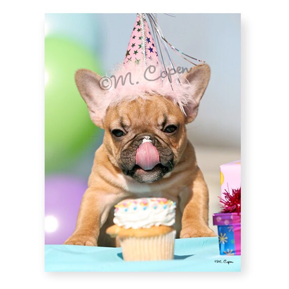 French Bulldog Birthday Cake French Bulldog Birthday Cake