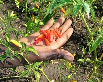 25 Zambian Hot Chile Pepper Seeds-1158A