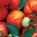Organically Grown, non-GMO, Heirloom Abraham Lincoln Original Tomato Seed