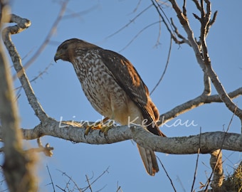 Cooper's Hawk in a Tree