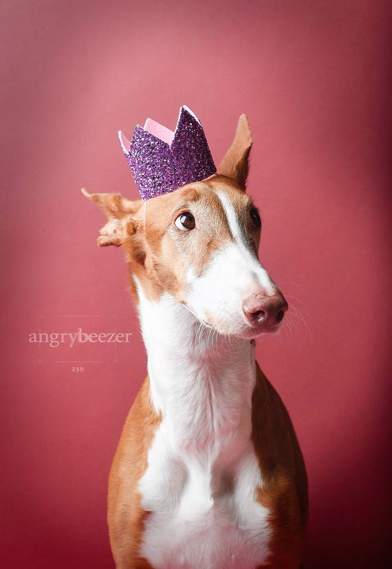 Pet Birthday Crown || Animal Party Prop || Birthday Party Photo Prop || Dog Cat Pig Birthday Party Hat Crown