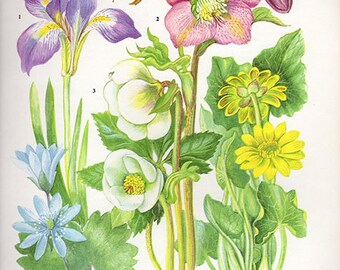 Botanical WILD FLOWERS HERBS Flower Print 5 Flower medium artwork plants print Cottage Decor Wildflower Vintage Botanical Print 1960s