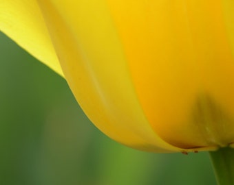 Yellow Tulip Print #186