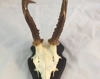 Roe Deer Mount From Europe