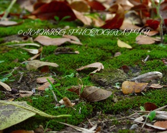 8x10 Print of Fall Leaves On Moss