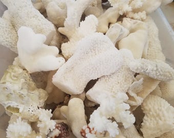 Real Coral Pieces Fragments Rock Filler Mix Broken Corals Crafting Seashell Frame Mirror Craft Pieces Fill Centerpieces Arrangements Fossil