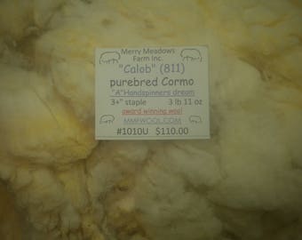 mmfwool 1010U free 2 day s/h ... (1/3) 3 lb 11 oz fleece "Calob" Cormo purebred RAM 3+" staple dream wool