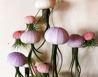 SIX Assorted Hanging Jellyfish Air Plants - Wedding Gift - Birthday Gift - Airplants