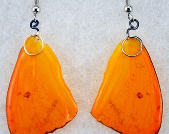 Real Butterfly Earrings - Sulphur - Hand Cast Resin