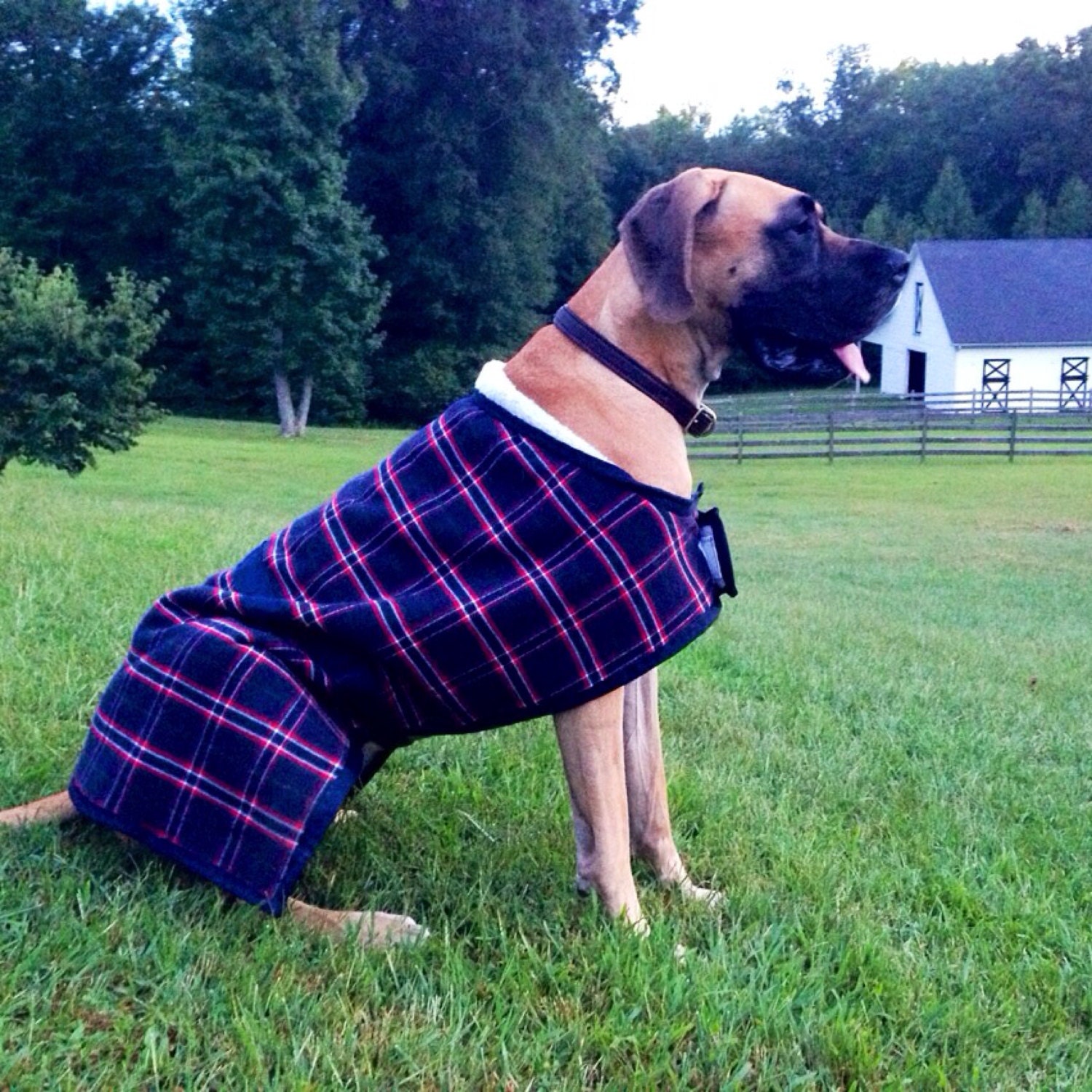 Equine Style Dog Blanket / Coat