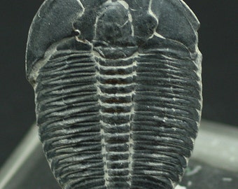 Trilobite fossil, Utah