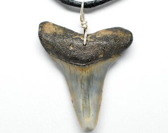 Authentic Megalodon Tooth Pendant