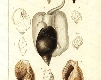 Original Antique Hand Colored Sea Shell engraving from 1829 -