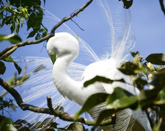 Do you think I'm pretty? Add unique beauty to your home. Bring the Outside in!