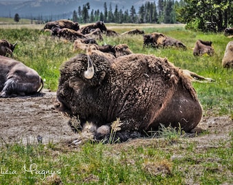 Buffalo Photography - BUFFALO WALL DECOR - bison photography