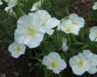 Evening Primrose- White- 200 Seeds