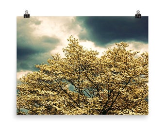 Nature Photography / Fine Art Photography / Color Print / Dogwood Tree / Sky