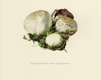 Vintage lithograph of the brown puffball or black bovist from 1962