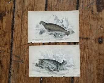 c.1833 ANTIQUE SEAL PRINTS - original antique sea life prints - Jardine animal prints - marine mammals - set of 2 hand colored engravings