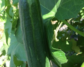 Luffa Gourd Seeds