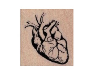 Human heart rubber stamp anatomical medical halloween creepy stamps Cat Kerr number 20143 wood mounted, unmounted or cling stamp