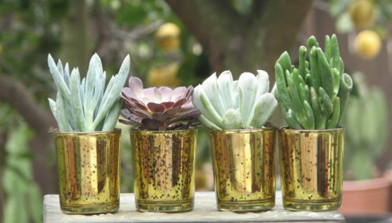 50 Wedding Favors Mini plants in Gold Glass Containers 2 inch ðzoom