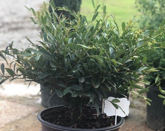 Dystilium Cinnamon Girl shrubs live