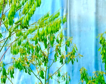 Woad seeds isatis tinctoria, South of France natural dye, French blue, Celtic blue, Pastel blue, Indigo, Organic dyeing, dyer's garden 2017