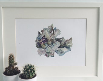 Red Cabbage Illustration Print