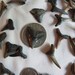 Shark Teeth, teeth, shark, medium