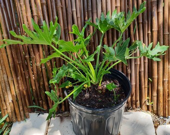 Philodendron 'Hope' Selloum House plant/Garden/Patio/Outdoor Plant