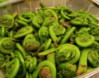 Gourmet Wild Fiddleheads Fresh Cleaned 1lb