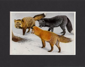 Foxes 1916 Signed Print by Louis Agassiz Fuertes Vintage Mounted Picture with Mat Red Fox Silver Fox